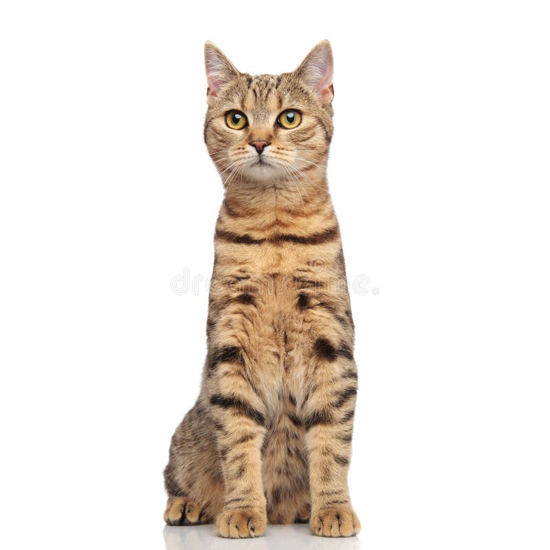 O gato malhado bonito ingleses dobra o gato que senta-se e que olha para tomar partido fotografia de stock royalty free O gato malhado bonito ingleses dobra o gato que senta-se e que olha para tomar partido fotografia de stock royalty free