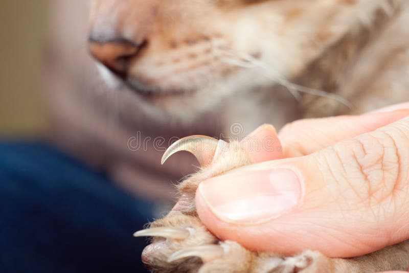 O gato mostra a garra imagem de stock