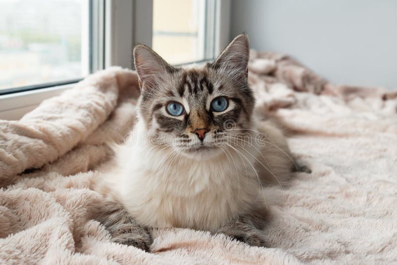 O gato peludo bonito da cor do ponto do lince do selo com olhos azuis está encontrando-se em uma cobertura cor-de-rosa fotos de stock O gato peludo bonito da cor do ponto do lince do selo com olhos azuis está encontrando-se em uma cobertura cor-de-rosa fotos de stock