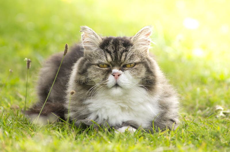 O gato peludo está descansando na grama verde