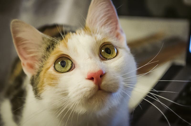 O gato pequeno curioso olha acima imagens de stock O gato pequeno curioso olha acima imagens de stock