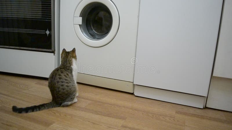 O Gato Assiste Como Eles Lavam O Chão Se Assusta Com O Esfregão E