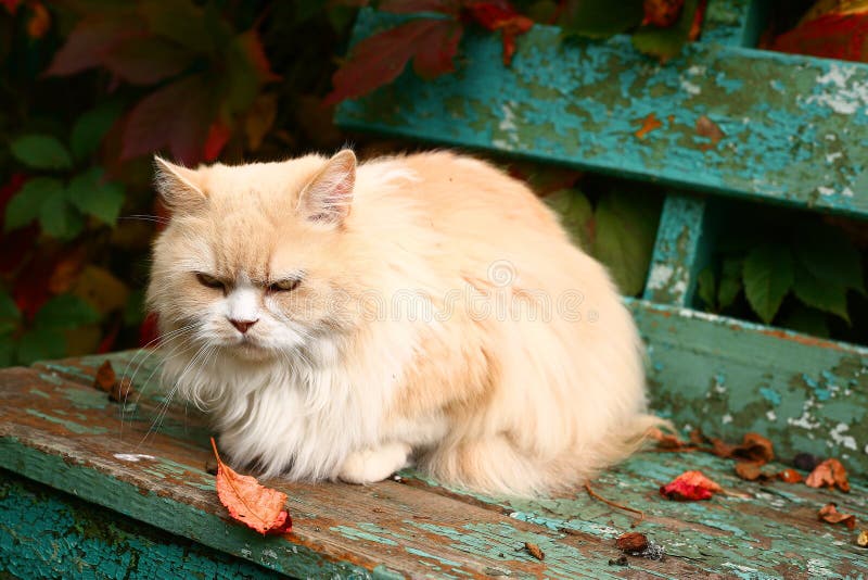 O gato persa bege senta-se no banco fotos de stock O gato persa bege senta-se no banco fotos de stock