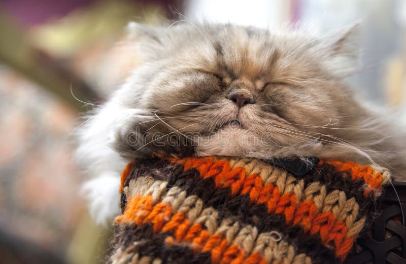 O gato persa de cabelos compridos dorme com conforto