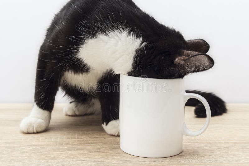 O gato preto-branco engraçado rastejou em uma caneca de café branco fotografia de stock