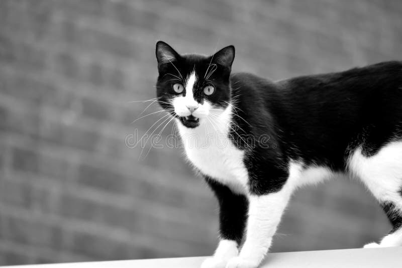 O gato preto e branco está estando no telhado da casa foto de stock O gato preto e branco está estando no telhado da casa foto de stock