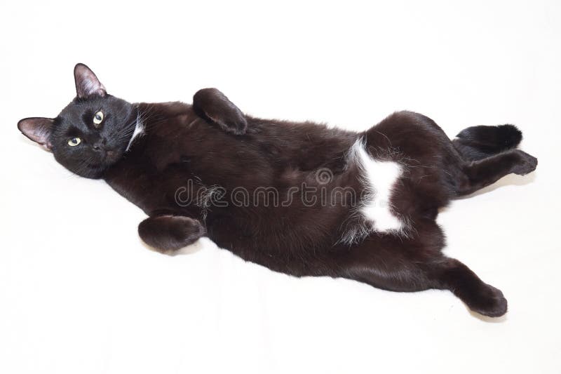 Gato Preto Deitado Em Um Fundo Branco, Imagem De Gato Para Imprimir, Gato,  Hd Imagem de plano de fundo para download gratuito