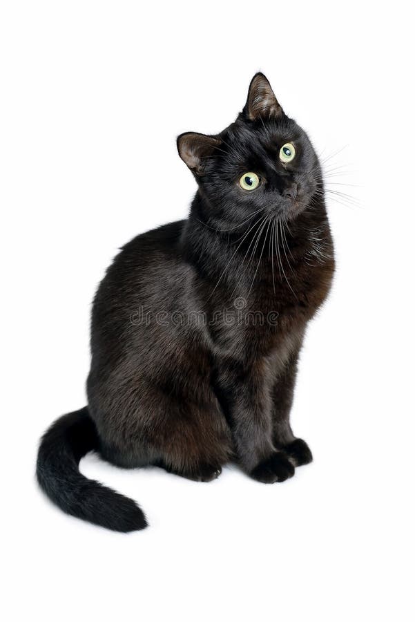 Retrato De Um Gato Preto Com Um Pescoço Branco Olhando Para O Jogo a  Distância Foto de Stock - Imagem de distância, cauda: 221727350