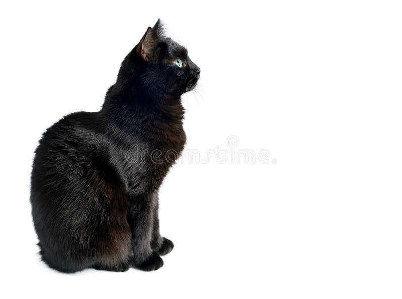 Retrato De Um Gato Preto Com Um Pescoço Branco Olhando Para O Jogo a  Distância Foto de Stock - Imagem de distância, cauda: 221727350