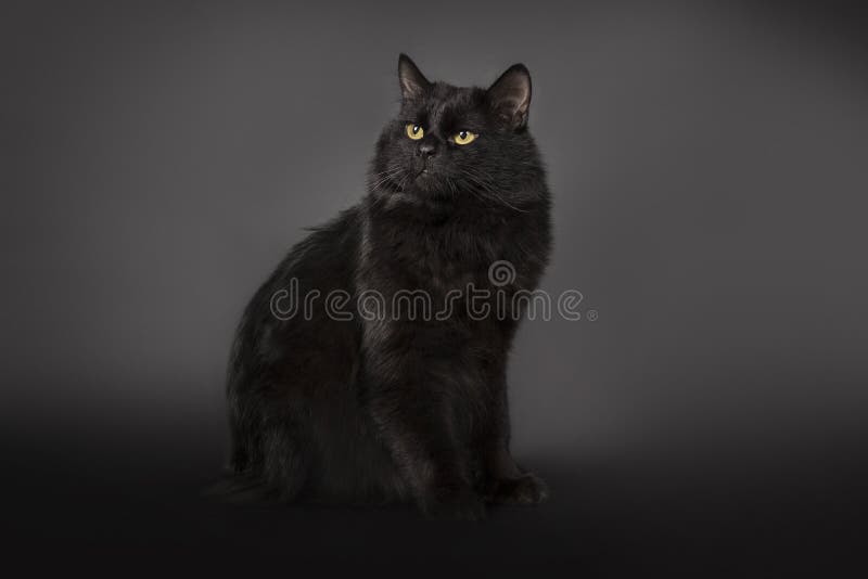O gato preto é isolado um fundo preto fotografia de stock O gato preto é isolado um fundo preto fotografia de stock