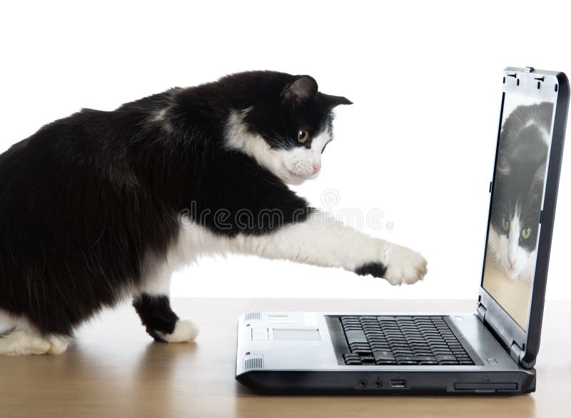 O gato puxa uma pata para o portátil imagens de stock royalty free O gato puxa uma pata para o portátil imagens de stock royalty free