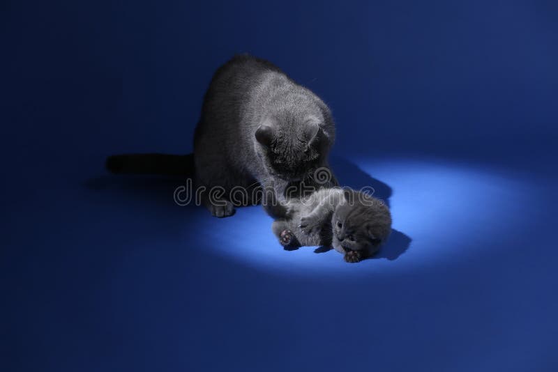 O gato que joga com gatinhos, azul da mãe de Ingleses Shorthair isolou o retrato fotos de stock O gato que joga com gatinhos, azul da mãe de Ingleses Shorthair isolou o retrato fotos de stock