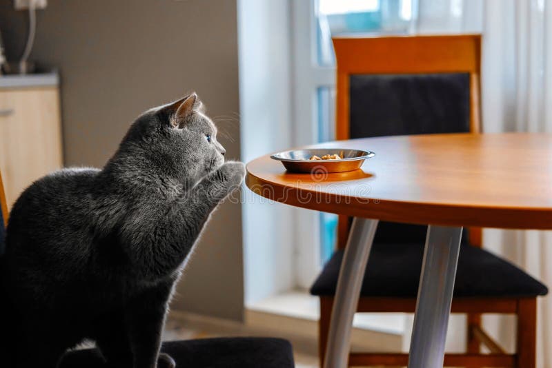 O gato rouba o alimento da tabela fotografia de stock O gato rouba o alimento da tabela fotografia de stock