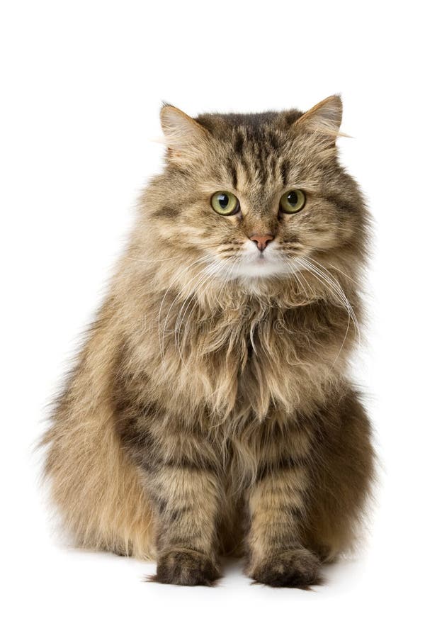 Jogos Macios Pequenos De Maine Coon Do Gatinho Foto de Stock - Imagem de  gato, cabelo: 85355236