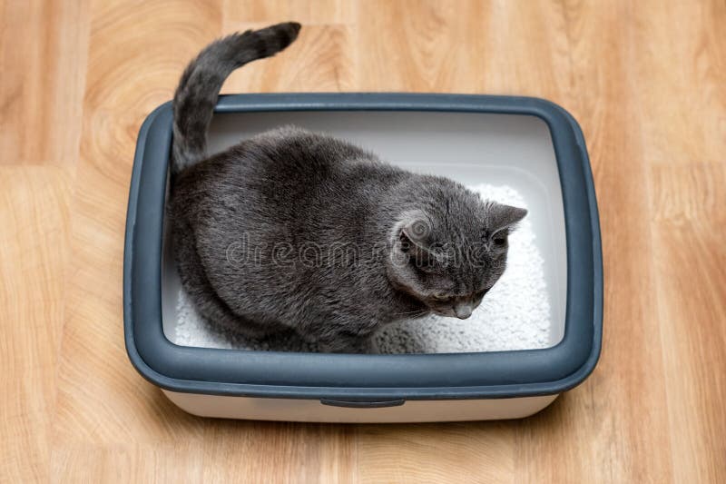 O gato usando o toalete, o gato na caixa de maca, porque pooping ou urinam, pooping no toalete limpo da areia Azul cinzento do ru fotografia de stock royalty free O gato usando o toalete, o gato na caixa de maca, porque pooping ou urinam, pooping no toalete limpo da areia Azul cinzento do ru fotografia de stock royalty free