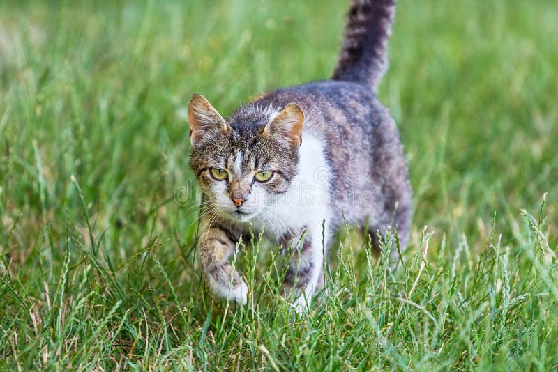 O gato vai na grama verde para o hunting_ imagem de stock O gato vai na grama verde para o hunting_ imagem de stock