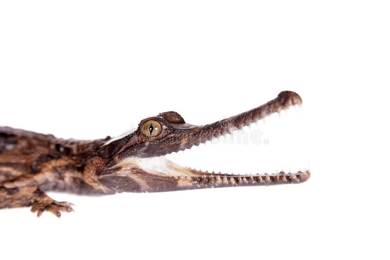 The false gharial , Tomistoma schlegelii, isolated on white background. The false gharial , Tomistoma schlegelii, isolated on white background