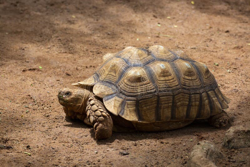 O gigante e a tartaruga asiáticos de Galápagos vivem na terra fotos de stock O gigante e a tartaruga asiáticos de Galápagos vivem na terra fotos de stock