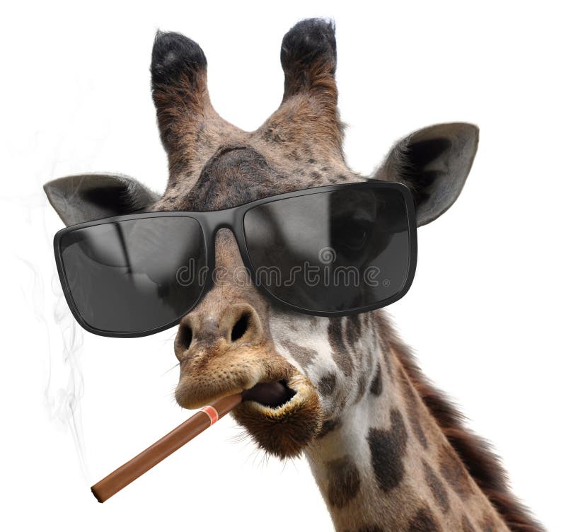 O girafa macho com os óculos de sol frescos que fumam um charuto cubano gosta de um chefe fotografia de stock O girafa macho com os óculos de sol frescos que fumam um charuto cubano gosta de um chefe fotografia de stock