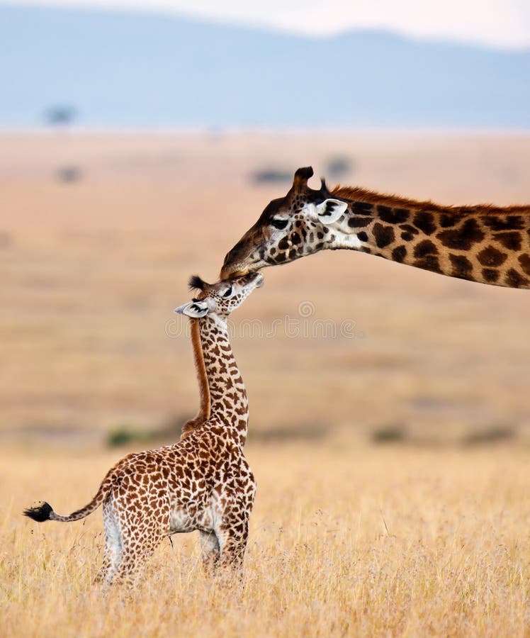 O giraffe da mamã beija seu filhote
