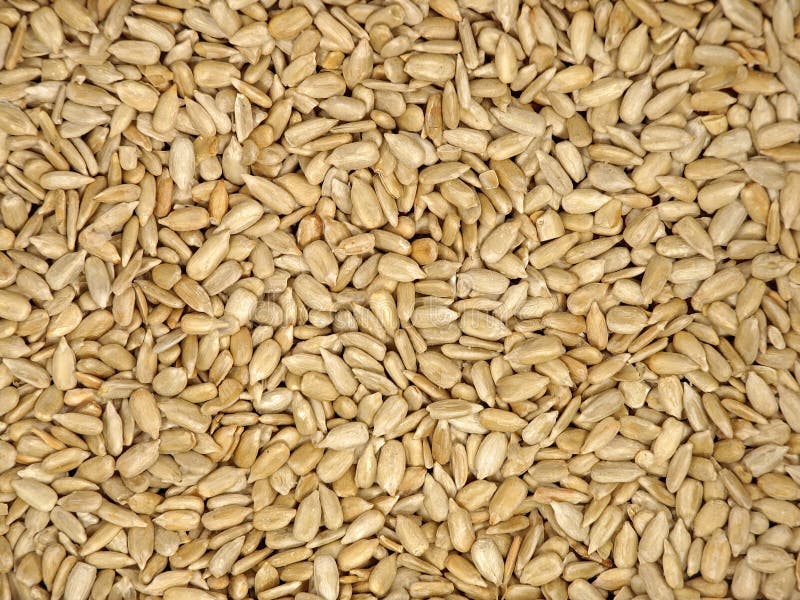 Textura de Sementes de Girassol fotografia de stock royalty free