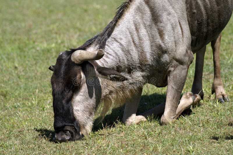 O gnu está em seus joelhos fotografia de stock royalty free O gnu está em seus joelhos fotografia de stock royalty free