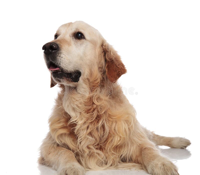O golden retriever surpreendido olha acima para tomar partido ao encontrar-se imagem de stock royalty free O golden retriever surpreendido olha acima para tomar partido ao encontrar-se imagem de stock royalty free