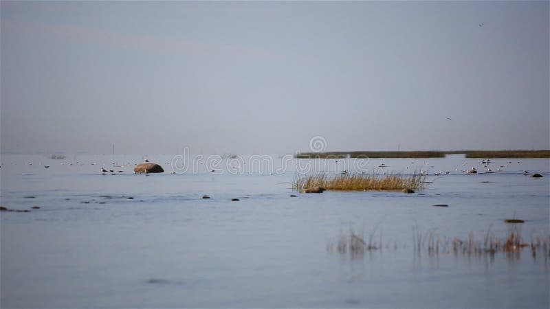 O Golfo da Finlândia no rebanho de St Petersburg das gaivotas que procuram o alimento