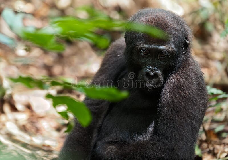 Macaco Gigante Do Chimpanzé Foto de Stock - Imagem de coma, selva: 98764908