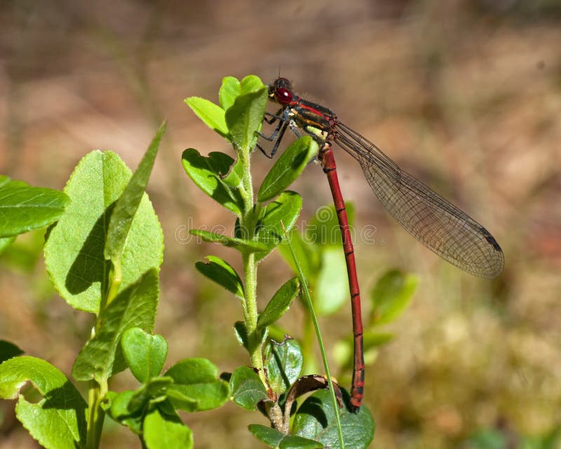 O grande damselfly vermelho senta-se e descansa-se em uma planta imagens de stock O grande damselfly vermelho senta-se e descansa-se em uma planta imagens de stock