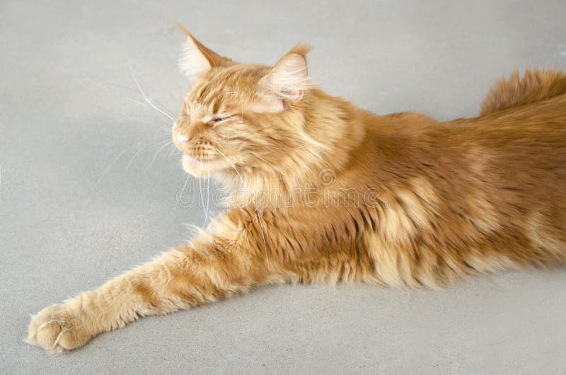 O grande gato de racum de mármore vermelho de Maine encontra-se em um fundo cinzento e em sorrisos fotos de stock O grande gato de racum de mármore vermelho de Maine encontra-se em um fundo cinzento e em sorrisos fotos de stock