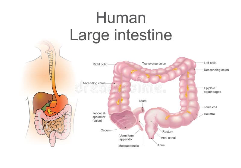 O grande intestino, igualmente chamado os dois pontos, é parte dos estados finais de digestão ilustração do vetor