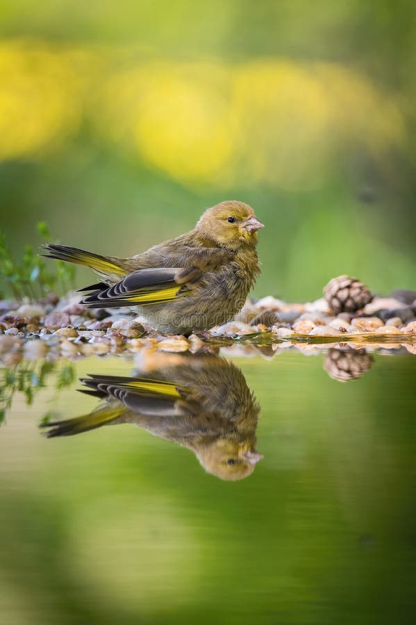 O Greenfinch europeu ou simplesmente o Greenfinch Chloris chloris foto de stock O Greenfinch europeu ou simplesmente o Greenfinch Chloris chloris foto de stock