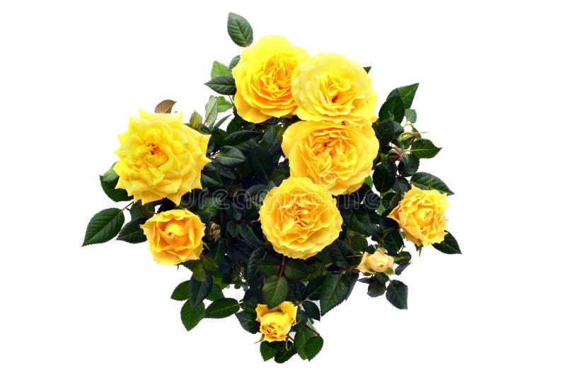 O grupo da rosa do amarelo no branco isolou o fundo Vista superior fotos de stock O grupo da rosa do amarelo no branco isolou o fundo Vista superior fotos de stock