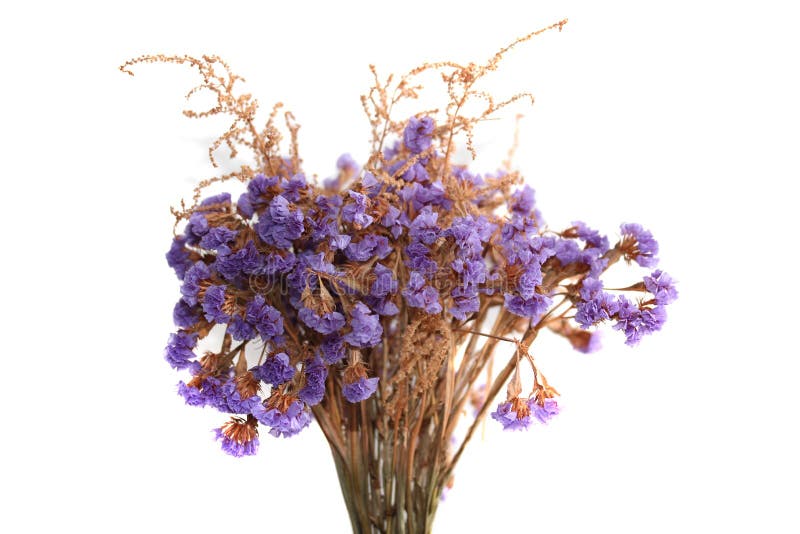 O grupo das flores do limonium isoladas no branco imagens de stock royalty free O grupo das flores do limonium isoladas no branco imagens de stock royalty free
