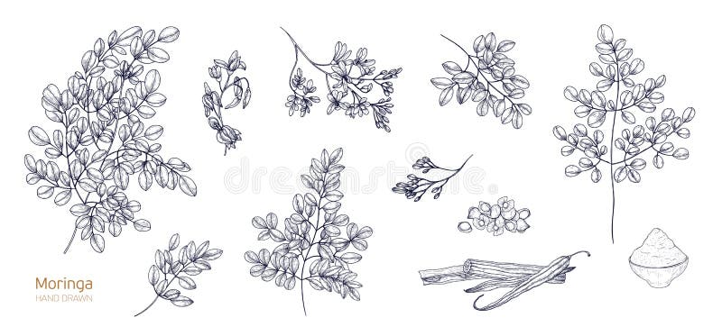 O grupo de desenhos botânicos detalhados da moringa oleifera sae, flores, sementes, frutos Pacote de partes da planta tropical ilustração royalty free O grupo de desenhos botânicos detalhados da moringa oleifera sae, flores, sementes, frutos Pacote de partes da planta tropical ilustração royalty free