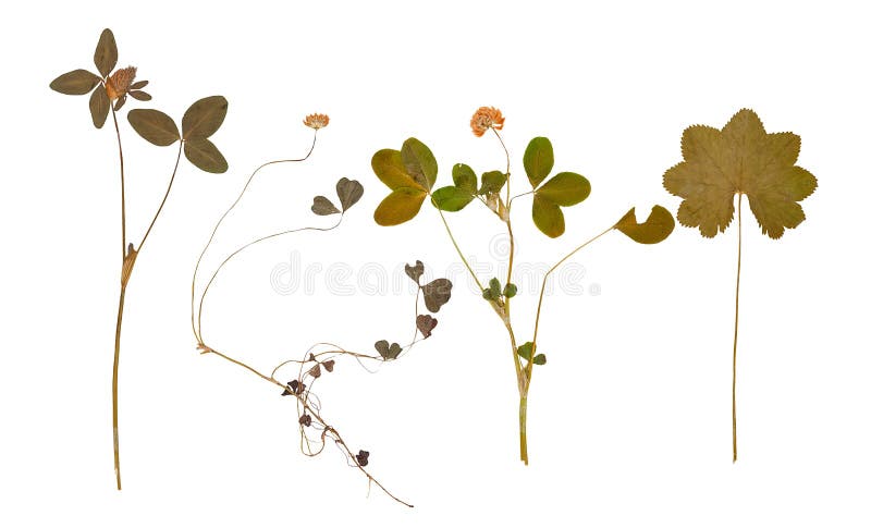 O grupo de selvagem seca flores e as folhas pressionadas