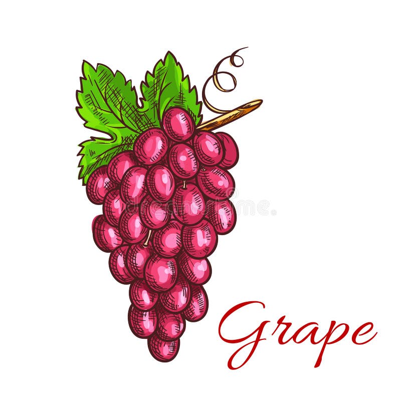 O grupo do esboço cor-de-rosa do fruto da uva para bebidas projeta ilustração stock O grupo do esboço cor-de-rosa do fruto da uva para bebidas projeta ilustração stock