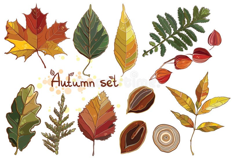 Vector set with autumn leaves, nuts, tree. Vector collection with foliage of Thuja, aspen, physalis, alder, elm, willow, maple, oak, Potentilla. autumnal mood eps 10. Vector set with autumn leaves, nuts, tree. Vector collection with foliage of Thuja, aspen, physalis, alder, elm, willow, maple, oak, Potentilla. autumnal mood eps 10