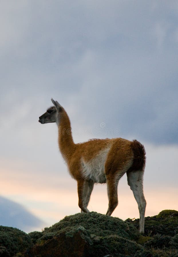 O Guanaco está na crista do contexto da montanha de picos nevado Torres Del Paine chile imagem de stock O Guanaco está na crista do contexto da montanha de picos nevado Torres Del Paine chile imagem de stock