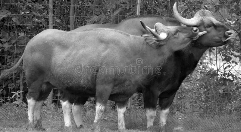 O gur ou bison índio é o maior bovino existente nativo do sul da ásia