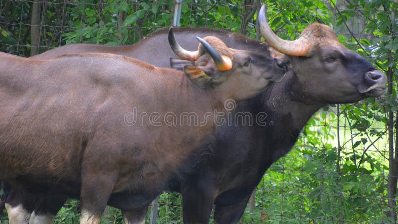 O gur ou bison índio é o maior bovino existente