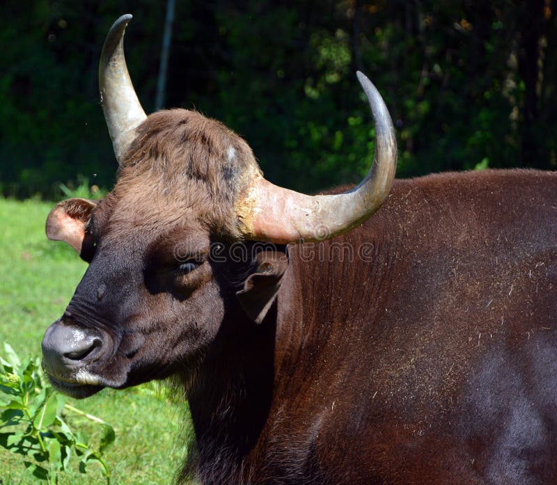 O gur ou bison índio é o maior bovino existente