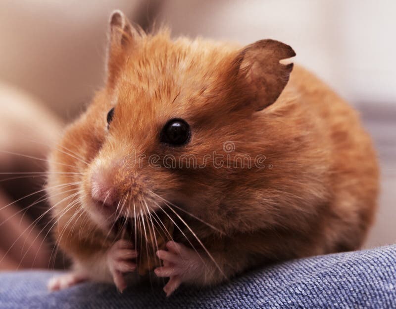 O hamster sírio senta-se nos joelhos e nas porcas da mordidela foto de stock O hamster sírio senta-se nos joelhos e nas porcas da mordidela foto de stock