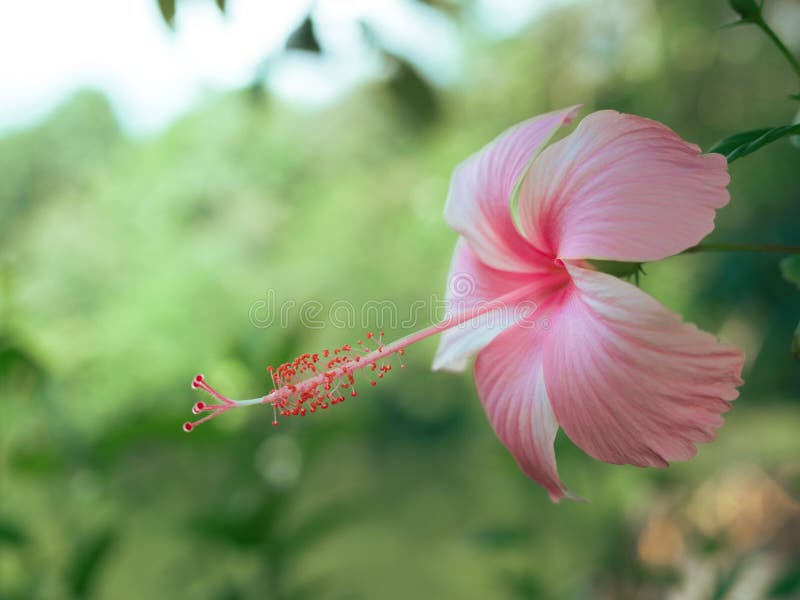 O hibiscus cor-de-rosa bonito floresce em um jardim tropical fotografia de stock O hibiscus cor-de-rosa bonito floresce em um jardim tropical fotografia de stock