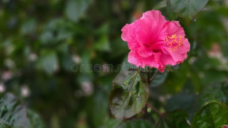 O hibiscus cor-de-rosa floresce a explosão em flores amarelas imagens de stock O hibiscus cor-de-rosa floresce a explosão em flores amarelas imagens de stock