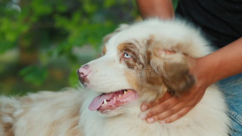 Vídeos Engraçados De Animais