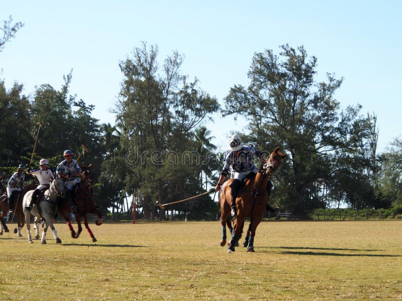 Foto de Cavalos De Polo e mais fotos de stock de Jogo de Polo