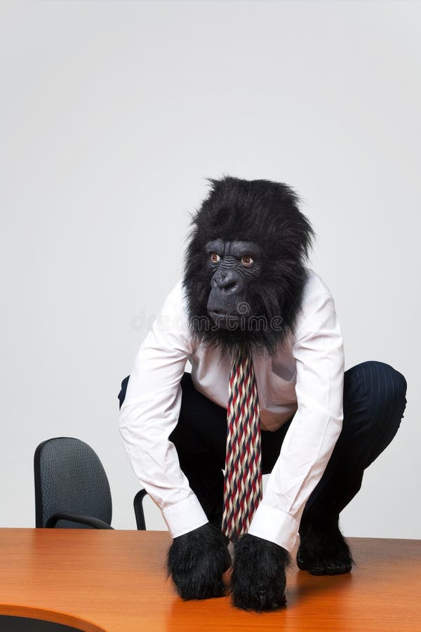 O homem de negócios do gorila na camisa e no laço sentou-se em uma mesa