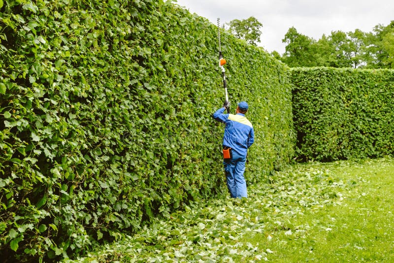 O homem está cortando árvores no parque Jardineiro profissional no arbustos uniformes dos cortes com tosquiadeiras Jardim de poda